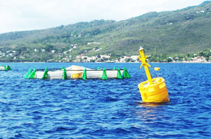 Cage Aquaculture marine au large de la Guadeloupe