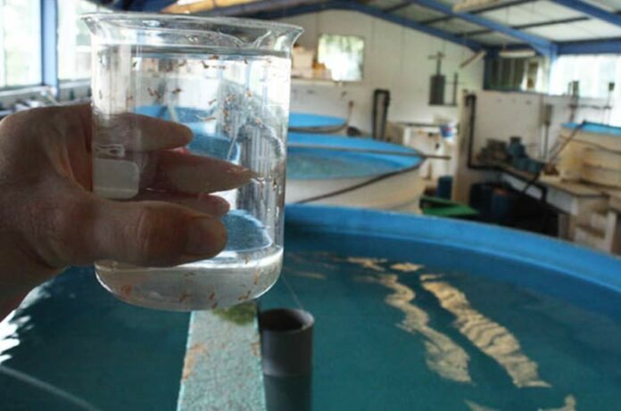 Conseil & encadrement des aquaculteurs
