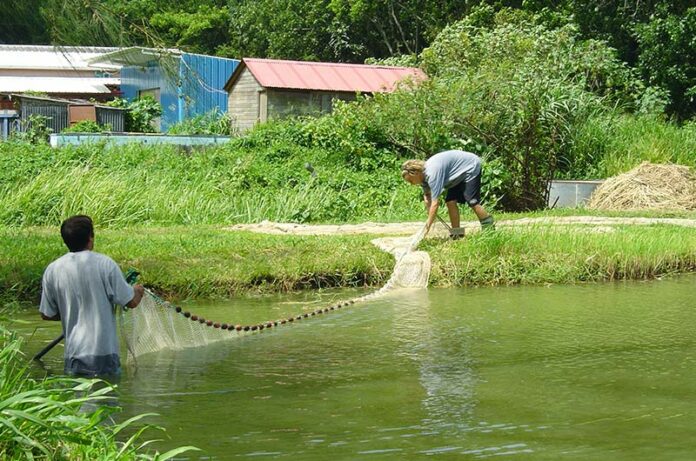 Formateur & aquaculteur Sypagua