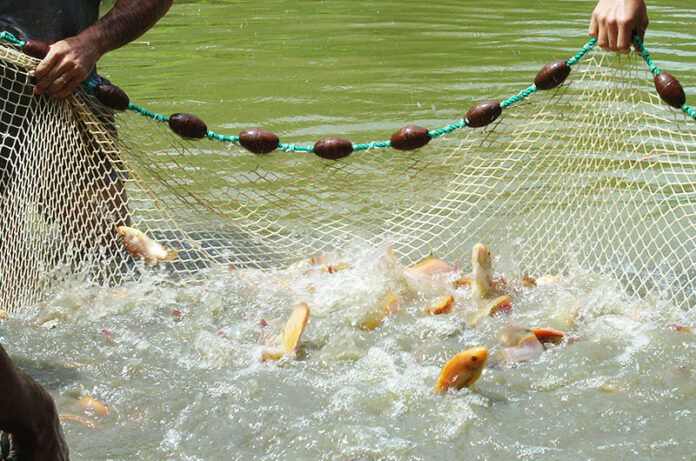 Intallation de nouveaux aquaculteurs