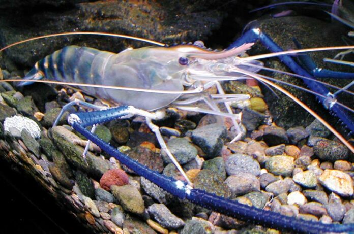 Ouassous issu de l'aquaculture en Guadeloupe