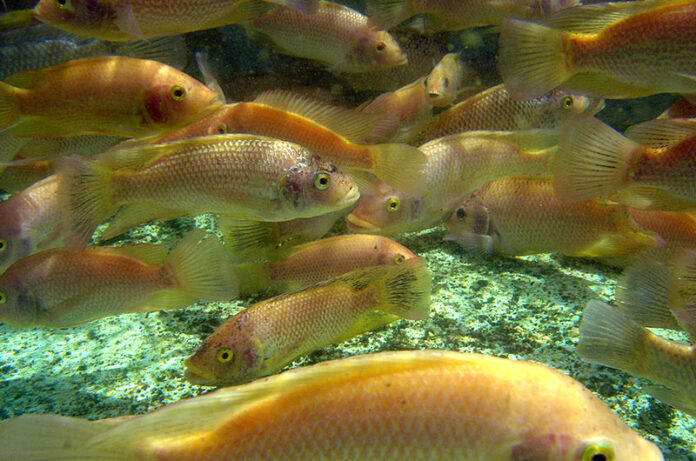 Poissons d'élevage, la pisciculture