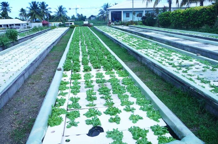 Projet aquaponie en Guadeloupe