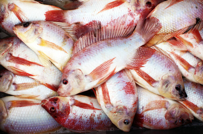 Vente de poisson & ouassous élevés en Guadeloupe