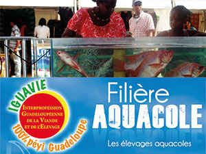 La filière aquacole sur les iles de Guadeloupe